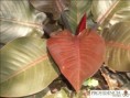 /album/fotogaleria-fotogaleria/diapositiva3-jpg6/