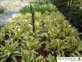 /album/dracenas/diapositiva2-jpg7/
