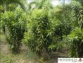 /album/dracenas/diapositiva3-jpg7/