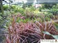 /album/dracenas/diapositiva5-jpg6/