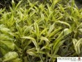 /album/dracenas/diapositiva6-jpg6/