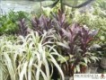 /album/dracenas/diapositiva7-jpg6/