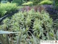 /album/dracenas/diapositiva8-jpg6/