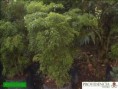 /album/aralias/diapositiva3-jpg8/