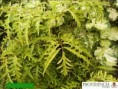 /album/aralias/diapositiva4-jpg7/