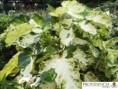 /album/aralias/diapositiva6-jpg7/