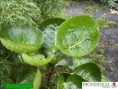 /album/aralias/diapositiva7-jpg7/
