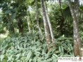 /album/calatheas/diapositiva2-jpg9/