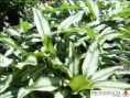/album/calatheas/diapositiva3-jpg9/