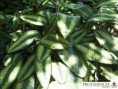 /album/calatheas/diapositiva4-jpg8/