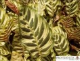 /album/calatheas/diapositiva5-jpg8/