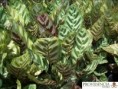 /album/calatheas/diapositiva6-jpg8/