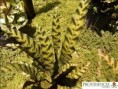 /album/calatheas/diapositiva7-jpg8/