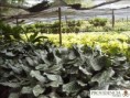 /album/calatheas/diapositiva8-jpg8/
