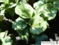/album/calatheas/diapositiva9-jpg7/