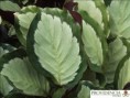 /album/calatheas/diapositiva10-jpg6/