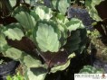 /album/calatheas/diapositiva11-jpg4/