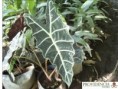 /album/alocasias/diapositiva2-jpg14/
