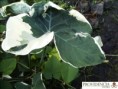 /album/alocasias/diapositiva3-jpg14/