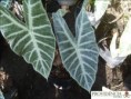 /album/alocasias/diapositiva4-jpg12/