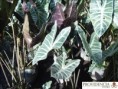 /album/alocasias/diapositiva5-jpg13/