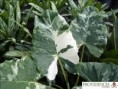 /album/alocasias/diapositiva6-jpg13/