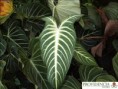 /album/alocasias/diapositiva7-jpg10/